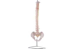 CARE & HARMONY Flexible Wirbelsäule mit Becken I detailliertes anatomisches Modell der menschlichen Wirbelsäule (ca. 85 cm) I inklusive Stativ I ideal als Lernmodell