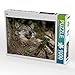 Produktbild CALVENDO Puzzle Wolf 1000 Teile Lege-Größe 64 x 48 cm Foto-Puzzle Bild von Roland Brack