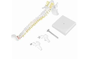 TTAMG Spine Model Removable Flexible Human Spine Model 45cm for Skeleton Anatomy Study Teaching Learning Tool