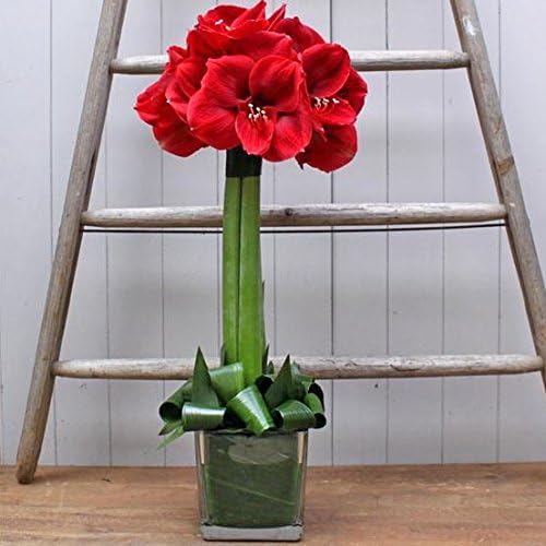 Amaryllis Tree - Margaret Emms Fresh Flowers Delivered