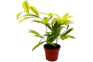 Exotenherz - Árbol de dragón - Dracaena surculosa Mike - 12 cm - verde con lunares amarillos