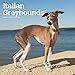 Produktbild Italian Greyhounds - Italienisches Windspiel 2019 - 18-Monatskalender mit freier DogDays-App (Wall-Kalender)