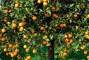 Orangenöl / Orangenschalenöl von BioFair® 100% naturreines, ätherisches Öl, kaltgepresst – 250 ml - 3