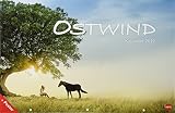 Ostwind Broschur XL - Kalender 2019 by