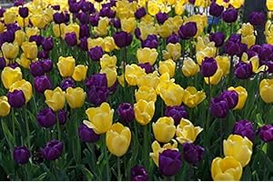 FLORA IMPORT 100 X Tulipa Purple & Yellow Mix - Tulipani Viola e Giallo Misti - Alta Qualità (100)
