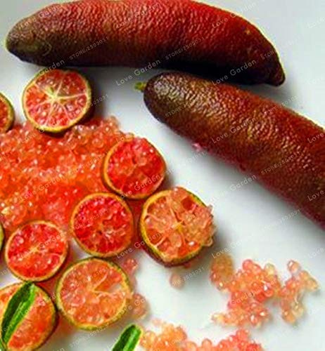 Bloom Green Co. 20 Pcs Novel Finger Limes Citrus Pomegranate Bonsai Delicious Sweet Fruit Bonsai for Home Garden Plant Mix Colors: 3