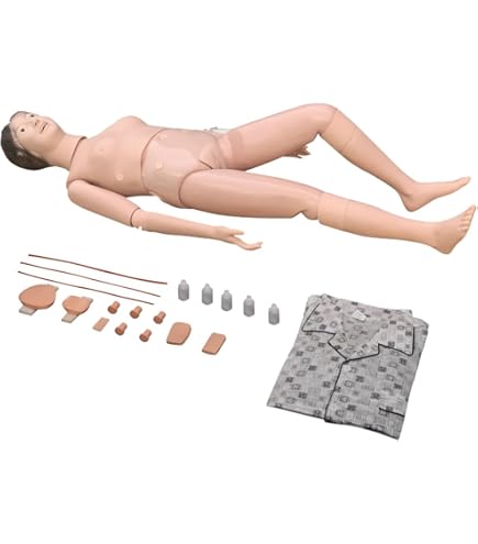 【人体模型】KIKKERLAND HUMAN TORSO ZX | Human Mini Torso Model 50 cm, Dissectable in 12 parts