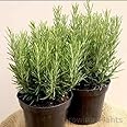 Growing Plants Live Rosemary Live Plant Ornamental, Mosquito Repellent, A Wonderful Herb for Any Kitchen Garden Plant With Black Plastic Pot