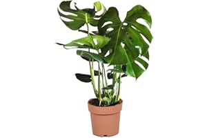 Plant in a Box - Monstera Deliciosa - planta perforada - Planta de interior - Maceta 21cm - Altura 70-80cm