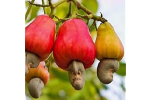 Rotyroya 5 Stücke Cashewnüsse Samen, Köstliche Tropische Obstbaum Garten Hinterhof Bauernhof Pflanze Cashewnüsse Samen