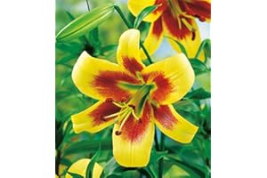 COOTO Jardin Bulbe de Lys – Lys des Arbres Robert Swanson - Plante Exterieur Naturelle Bulbe Lis – Plantes Vivaces Graine de Lys – Graine Fleur de Lys - Bulbes de Fleurs de Lys