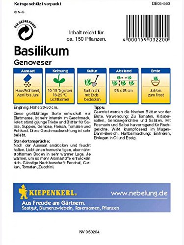 Basilikum Grosses grünes Genoveser breitblättrig einjährig - 2