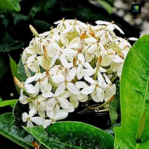 Mphmi Ixora Long, Singapuri Ixora ( White ) - Plant