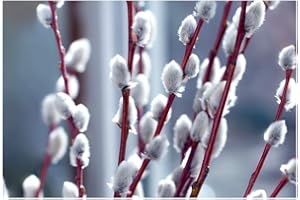 ZAC WAGNER Wunderschöne Salweide 2 Töpfe (Salix caprea) Kätzchenweide