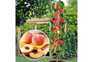 EUROPA GREEN Pfirsichbaum- Säulenobstbäume - 80/90 cm hoch - Ideal für Balkon, Terrasse, Kleiner Garten - Platzsparende Säulen - Geeignet in Töpfen und Freiland - winterhart