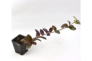 MONDOPIANTE Pianta Rhyncospermum Jasminoides (Kit da 3 piante) Vaso 7cm