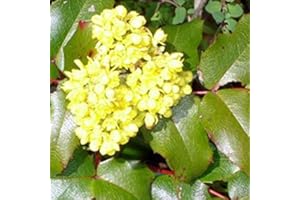 ARBORIX, GRÜNER UND BILLIGER! Mahonia Aquifolium- Mahonia à feuilles de houx 30-50 cm en conteneur