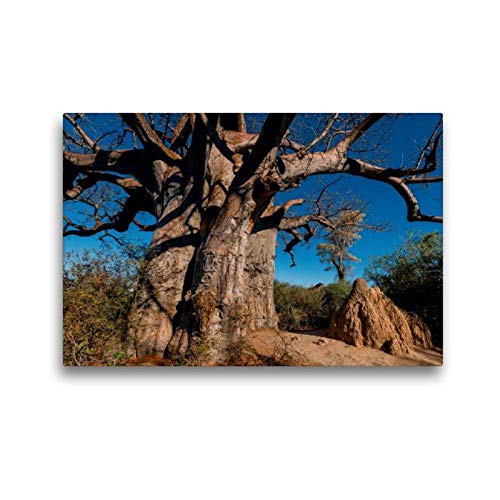 CALVENDO Toile de qualité supérieure - 45 cm x 30 cm - Baobab géant dans Les casseroles Makgadikgadi - Tableau sur châssis - Tableau imprimé sur Toile véritable - Impression sur Toile Nature