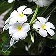 Creative Farmer Plumeria White Champa Frangipani White Live Natural Plant (Healthy Live Plant)