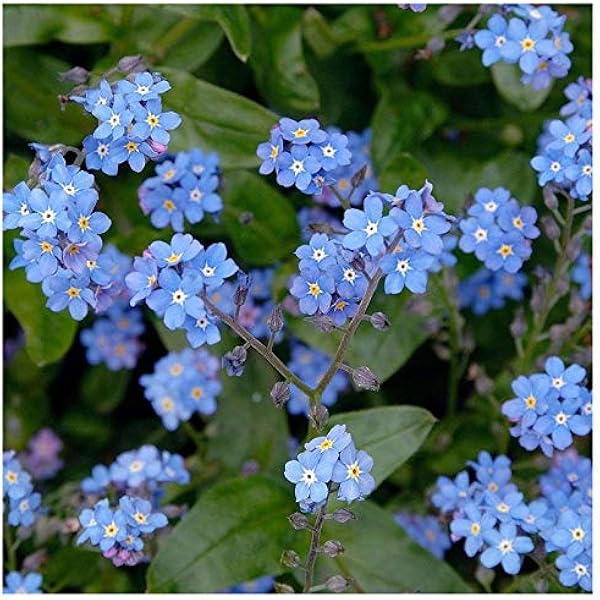 Myosotis Sylvatica Seeds Forget Me Not Rhs Agm Amazon Co Uk Garden Outdoors