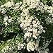 Produktbild IDEA HIGH 10: Sycamore Trading Crataegus Monogyna oder Hawthorn. Je nachdem, wo Sie Leben, ist auch bekannt als Maythorn, Weißdorn, Quickdorn, May Blossom oder May Flower. (10)