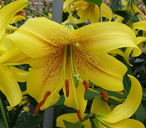 Liliem hybrid - Baumlilie " Gold Class "