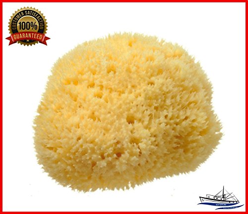 Natural Sea Sponge SEA NATURE BRAND 5-6 Grada Type for Home Cleaning or Body Bath ideal for Baby Bathing and Face Cleaning Guaranteed