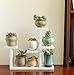 Produktbild Fleshy Schreibtisch Kleine Blume Rack Massivholz Blume Rack Balkon Piaochuang Mini-Anlage Blume Töpfe Regal Amerikanischer Blumenständer (Farbe : #4)