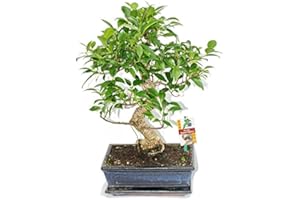 Exotenherz - Bonsai Chinesischer Feigenbaum - Ficus retusa - ca. 10 Jahre