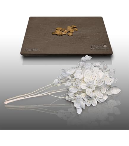 Graines De Lupin Géant De Russell Varié - Sachet De 25 Graines, Vivace, Hauteur 1m, Fleurs Colorées Pour Massifs Et Bouquets