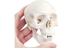 EVOTECH SCIENTIFIC Mini Human Skull Model, 3 Parts Palm-Sized Anatomy Skull Model with Removable Skull Cap & Full Set Teeth, School Teaching-Learning Tool, Fun Decorations Halloween Decorations Pirate Themed Decorations