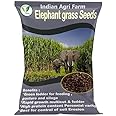 Iagrifarm Elephant Grass Seed - 500 gram/Pennisetum purpureum/Napier grass seed/Multicut Grass Seed/for Goat,Cow,Livestock and Cattle