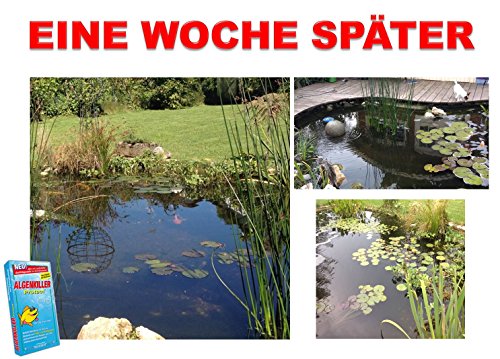 Weitz Algenkiller Protect – 300g – für bis zu 20 000 Liter Teichwasser – POWERHAUS24 Pflanzkorb! - 4