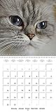 Image de Chats de couleur : Chats et chatons de coleur avec de magnifiques yeux bleus. Calendrier mural