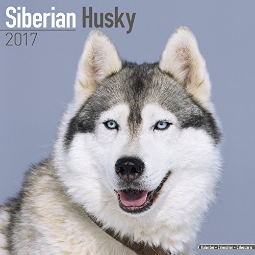 Siberian Husky Calendar 2017 (Square)