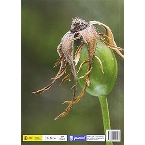 Rosas silvestres ibéricas: Guía de identificación