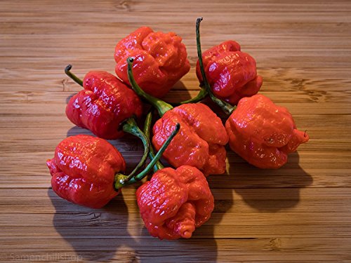 Trinidad Scorpion Moruga Red 10 Samen (War bis vor kurzen noch die schärfste Chli der Welt) mit 2.000.000 Scoville Von ''Samenchilishop''