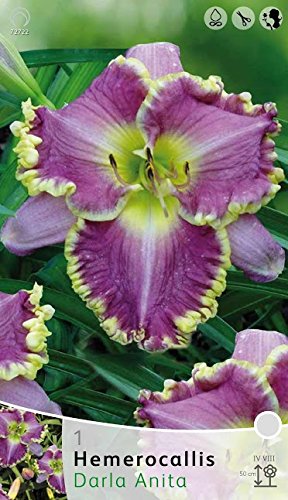 Hemerocallis - Taglilie Darla Anita (1)