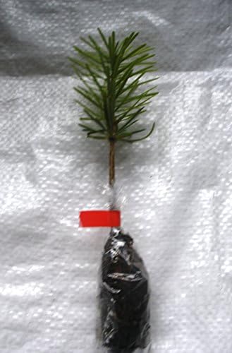 Nordmann Fir, Nordman Fir, Christmas Tree Plug Plants X 10