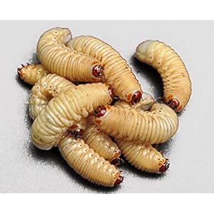 100 Rosenkäferlarven in 10 Dosen zu je 10 verpackt