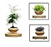 Produktbild ULTRICS® Magnetic Levitation, Air Bonsai topf [Keine Pflanze] Magnetische Schwebende Bonsai Baum Schale, Floating Pot Plant Flower Schwebefunktion Dekoration Für Haus Garten Büro