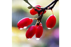 kiskick 20 piezas de semillas raras de fruta milagrosa Synsepalum Dulcificum, plantas de jardín al aire libre, regalos de jardinería para hombres y mujeres