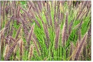 RP Seeds Pennisetum alopecuroides (Chinese Fountain Grass) - 25 Seeds