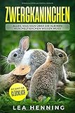 Zwergkaninchen: Alles, was man über die kleinen Kuscheltierchen wissen muss. So sind sie glücklich. by 