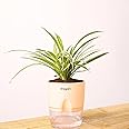 Kyari Spider Plant live indoor plant with Cream Self Watering Pot - Small 4 Inch