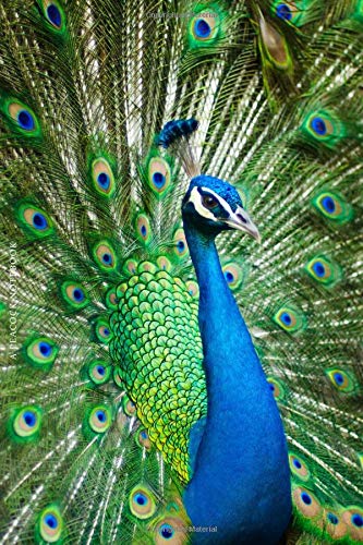 Peacock Notebook Premium Peacock Journal With 10 Free Beautiful Pencil Sketches Throughout Book 6x9 Inch Peacock Diary 100 Lined Pages