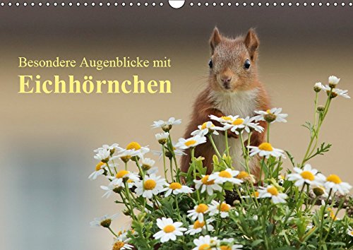 Besondere Augenblicke mit Eichhörnchen (Wandkalender 2019 DIN A3 quer): Zauberhafte Bilder von kleinen Fotostars (Monatskalender, 14 Seiten ) (CALVENDO Tiere)