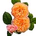 Produktbild chengya 100 seltene Pflanzen Decor Rose Blume Samen