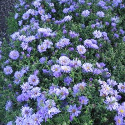 Kissenaster (Aster dumosus 'HERBSTPURZEL' ) lavendelblau