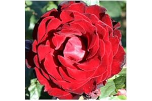 GARDENEXPERT Rosa 'Dublin Bay' Climbing Rose Potted